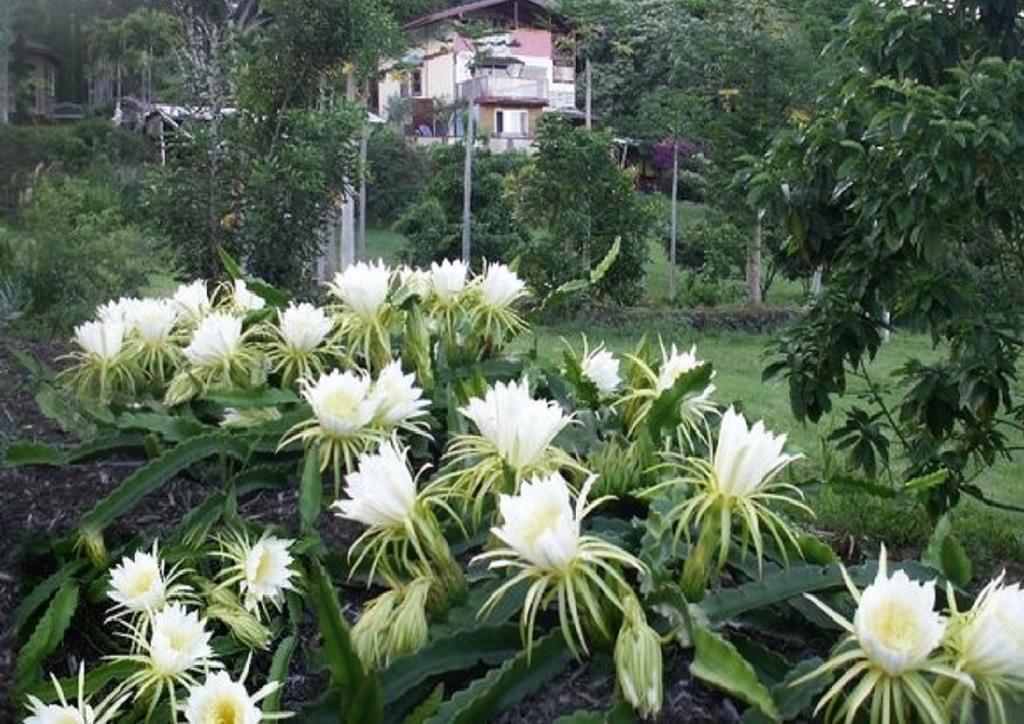 Banyan Tree Sanctuary Guest House Kalaoa Экстерьер фото